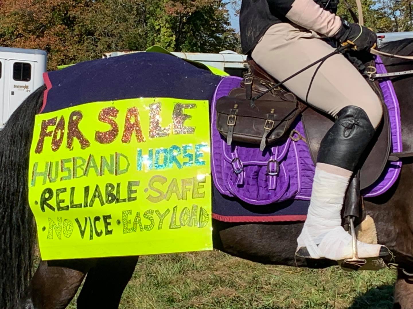 horses for sale
